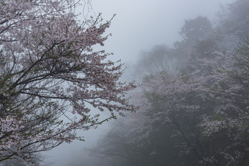 霧の中の桜 