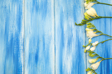 Obraz premium Spring background. Beautiful spring freesia flowers on a blue wooden background. Colors are white and blue. Place for text, close-up.