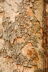 Tree bark surface