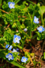 空を見上げる春の野の花【オオイヌノフグリ】