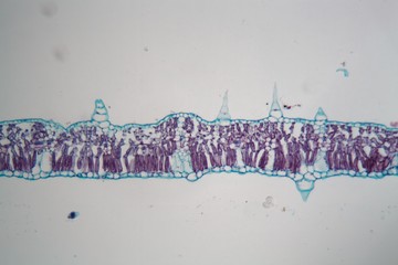 Sunflower leaf under the microscope