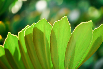 Natural green plants landscape using as a background or wallpaper,Closeup nature view of green leaf in garden at summer under sunlight
