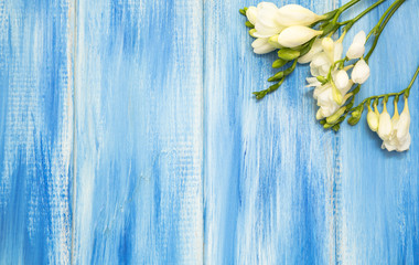 Spring background. Beautiful spring freesia flowers on a blue wooden background. Colors are white and blue. Place for text, close-up.