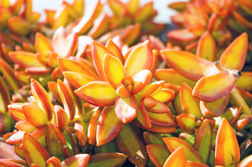 Obraz premium Closeup of Orange Plant