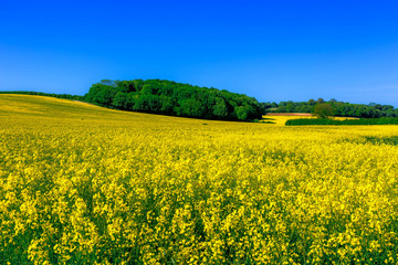 Rapeseed field Dorchester England TW306