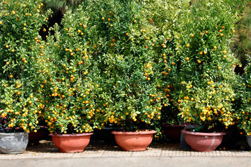 Kumquat selling in Vietnam in Tet holiday