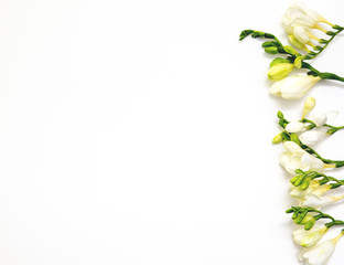 Spring background. Beautiful white spring freesia flowers on a white background. Place for text, close-up. Romantic background for spring holidays.