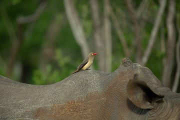 A redialled oxpecker