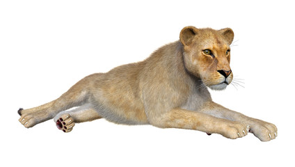 3D Rendering Female Lion on White