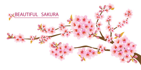 vector of beauty sakura or cherry blossoms flowers with frame for advertising