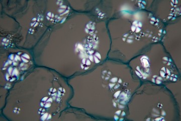 Potato cells with starch corns under the microscope