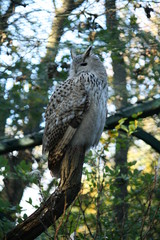 Uhu auf Ast