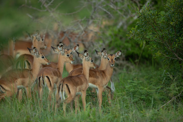 Herd of Impala