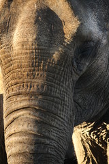 Elefanten Haut
