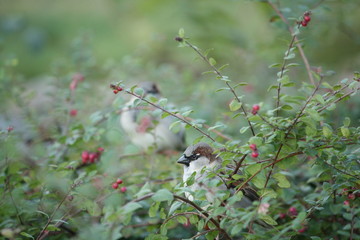 Sperling im Busch