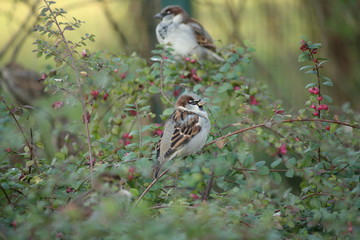 Sperlinge im Busch 