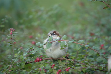 Sperling im Geb&uuml;sch