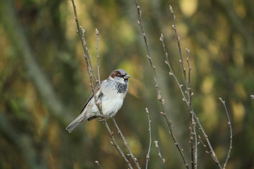 Sperling auf Ast