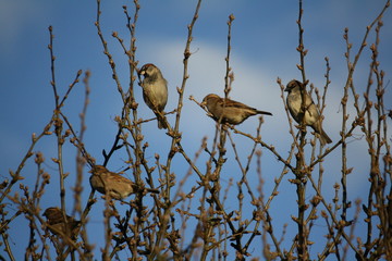Sperling Schwarm auf &Auml;sten