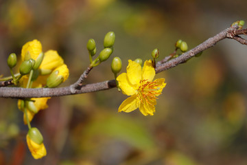 Hoa Mai tree (Ochna Integerrima) flower, traditional lunar new year in Vietnam
