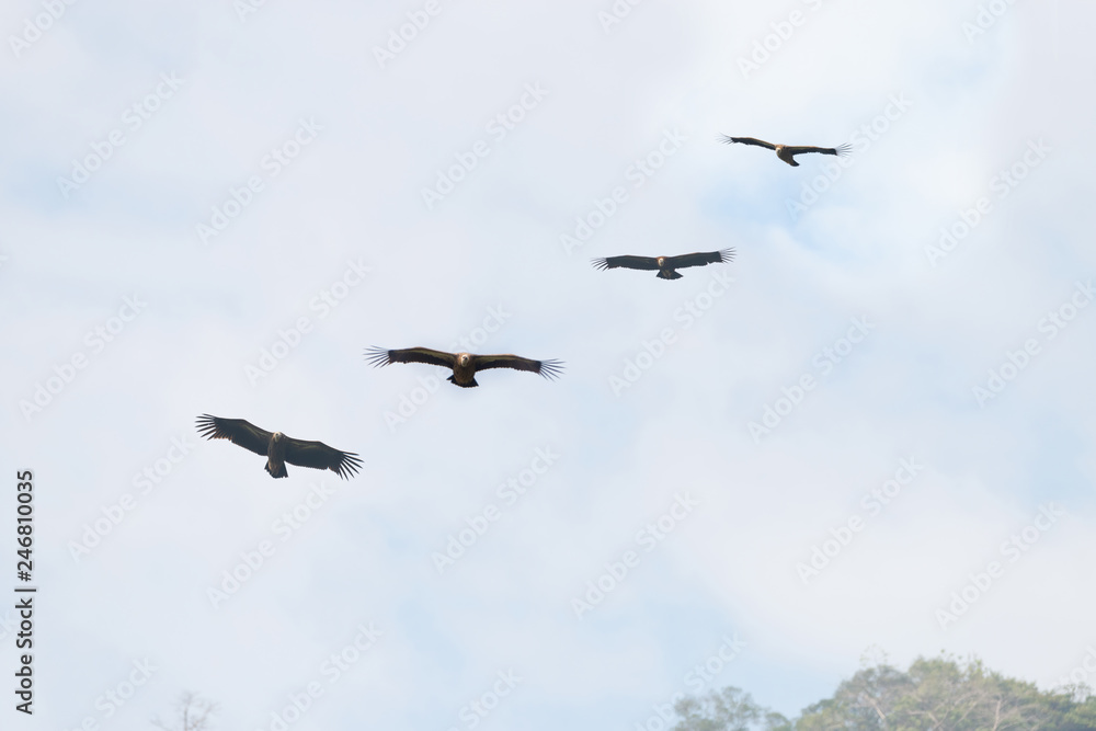 Canvas Prints four huge vulture in flight,low angle view..flock of himalayan griffon soaring with fully wingspan i