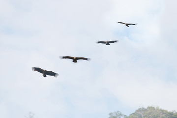 Four huge vulture in flight,low angle view..Flock of Himalayan griffon soaring  with fully wingspan in cloud blue sky   over klong kata dam phuket.