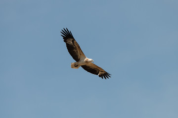 Bird of prey in flight,low angle view..White bellied sea eagle immature soaring with fully wingspan in clear  blue sky looking for prey .