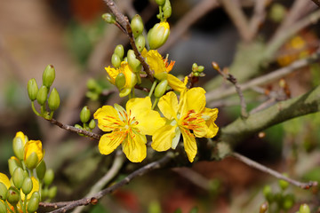 Hoa Mai tree (Ochna Integerrima) flower, traditional lunar new year in Vietnam