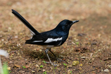 Charming bird in black and white color,closeup .  Oriental Magpie Robin  male bird jumping  on ground in residential community with natural blurred background.