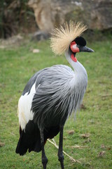 Kronenkranich portrait