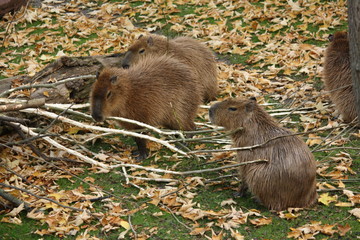 Capybaras Gruppe
