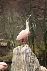 L&ouml;ffler auf Stein