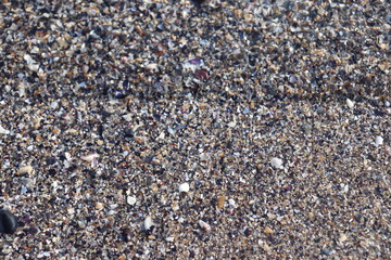 Seashells on the beach 2