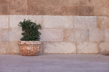Flowerbed with bushes in the old town