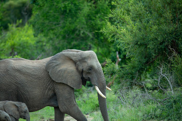 Big female elephant with calf in tow