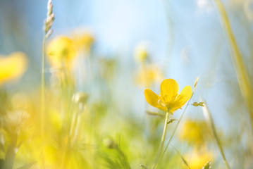 Blurry background by many yellow flower in the field on morning.