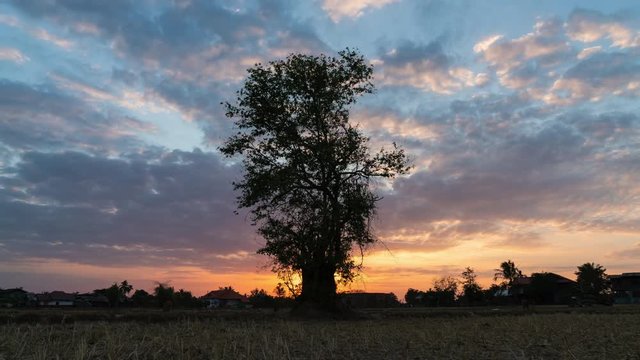 Lonely tree in the rice field at sunset, in dry season.