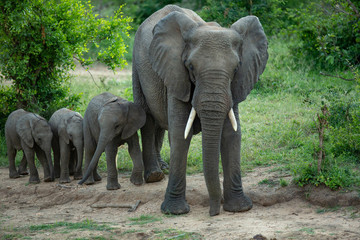 Fototapeta premium Elephant watering hole
