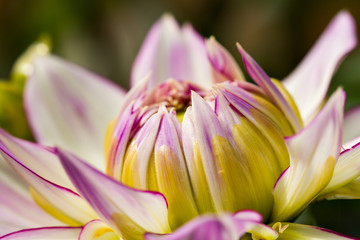 Fototapeta premium Blossom