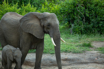 Elephant family at the water