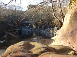 Fototapeta premium river in the forest