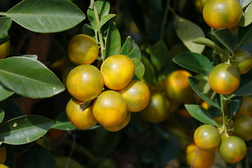 Yellow kumquat on tree