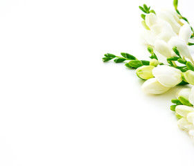 Spring background. Beautiful white spring freesia flowers on a white background. Place for text, close-up. Romantic background for spring holidays.