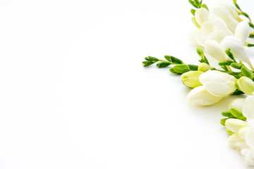 Spring background. Beautiful white spring freesia flowers on a white background. Place for text,...