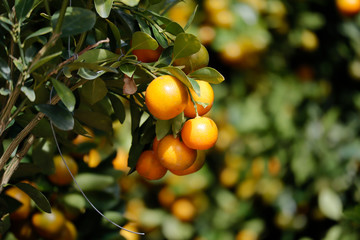 Yellow kumquat on tree