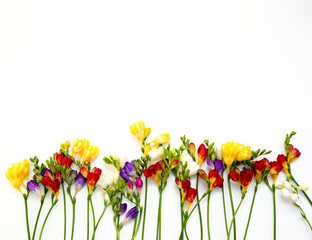 Spring background. Beautiful spring freesia flowers on a white background. Place for text, close-up. Romantic background for spring holidays. - obrazy, fototapety, plakaty