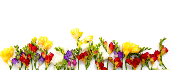 Spring background. Beautiful spring freesia flowers on a white background. Place for text,...