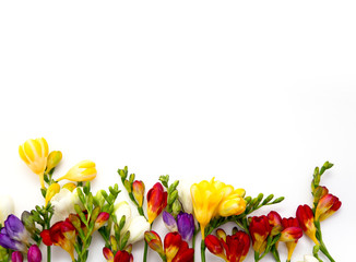 Spring background. Beautiful spring freesia flowers on a white background. Place for text, close-up. Romantic background for spring holidays.