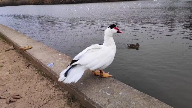 Domestic Muscovy duck walking in Tritsi park Athens Greece. Slow motion.