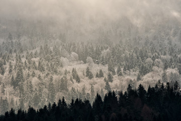 Winter in the Carpathians. A snow-capped mountain forest